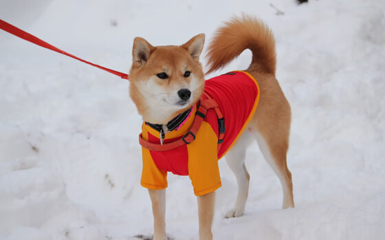 九游sports-“德甲联赛进入白热化，黑马渐露锋芒”，德甲联赛时间表