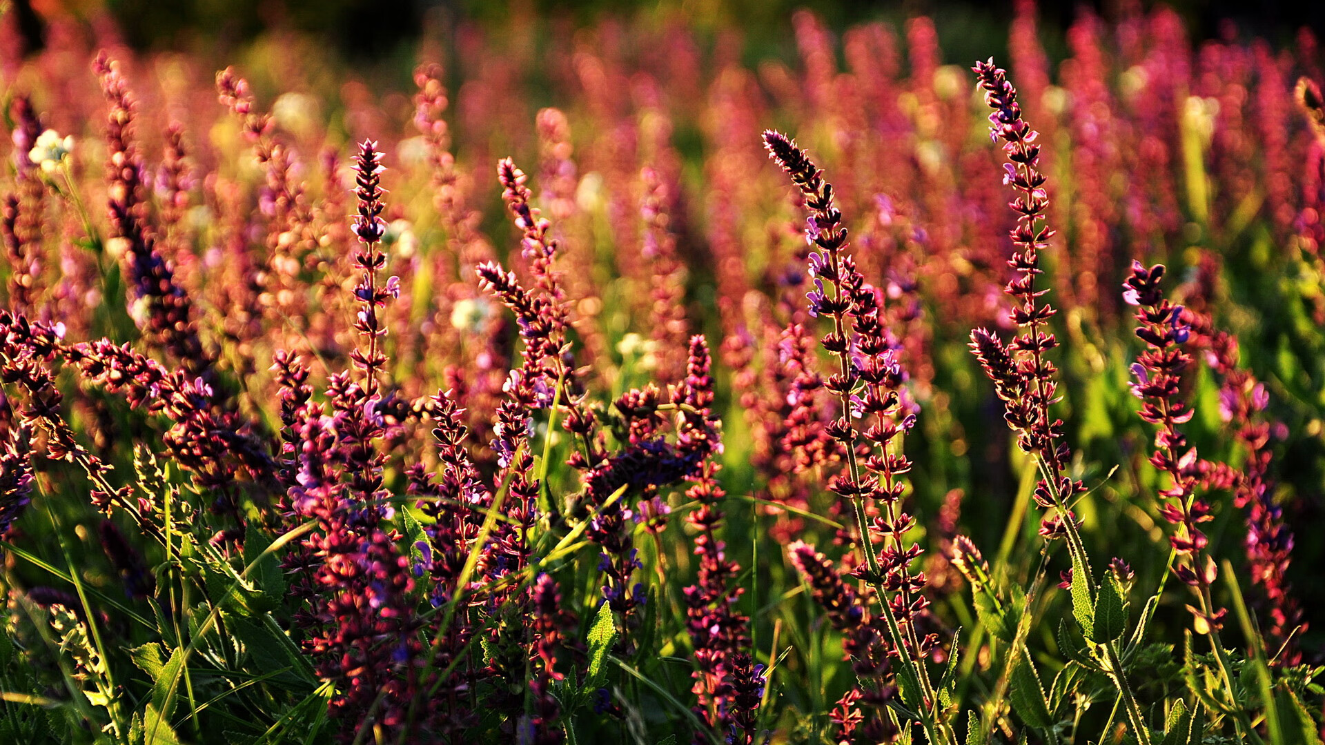 九游官网pc-“直线狂飙：极速直冲带来的狂热体验”，直板狂飙8测评