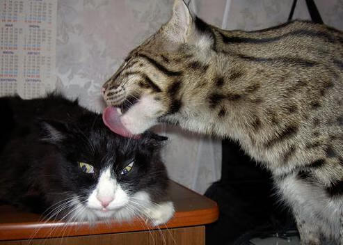 令人震惊的“冷门”球队,欧冠中的黑马崛起,欧冠最强黑马