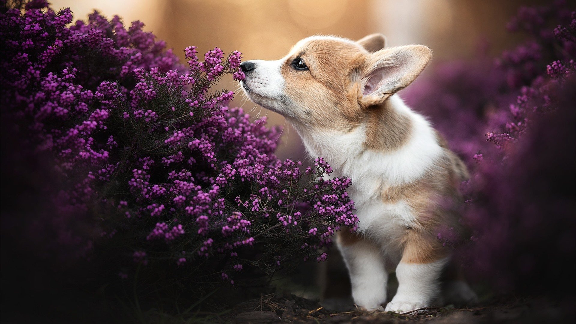 Jiu You-山地车越野挑战赛，追求速度与激情的完美结合，山地车越野比赛视频