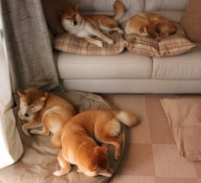 九游电脑版-日本逆境中崛起，展现真正实力！，日本逆城市化时间