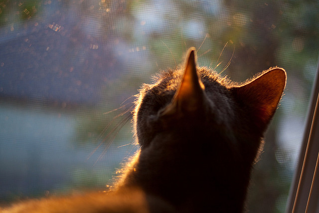 赛场上“绝佳配合”的背后:团队合作的艺术,团队完美配合