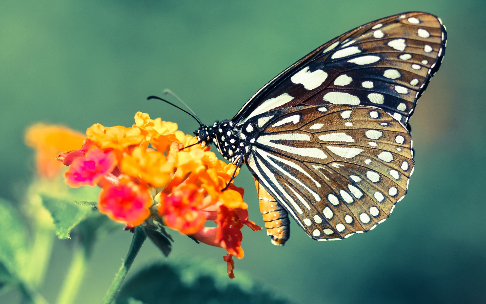 九游娱乐(jiuyou)官方网站-塞尔维亚选手奋力冲刺，一骑绝尘，塞尔维亚第几个入场