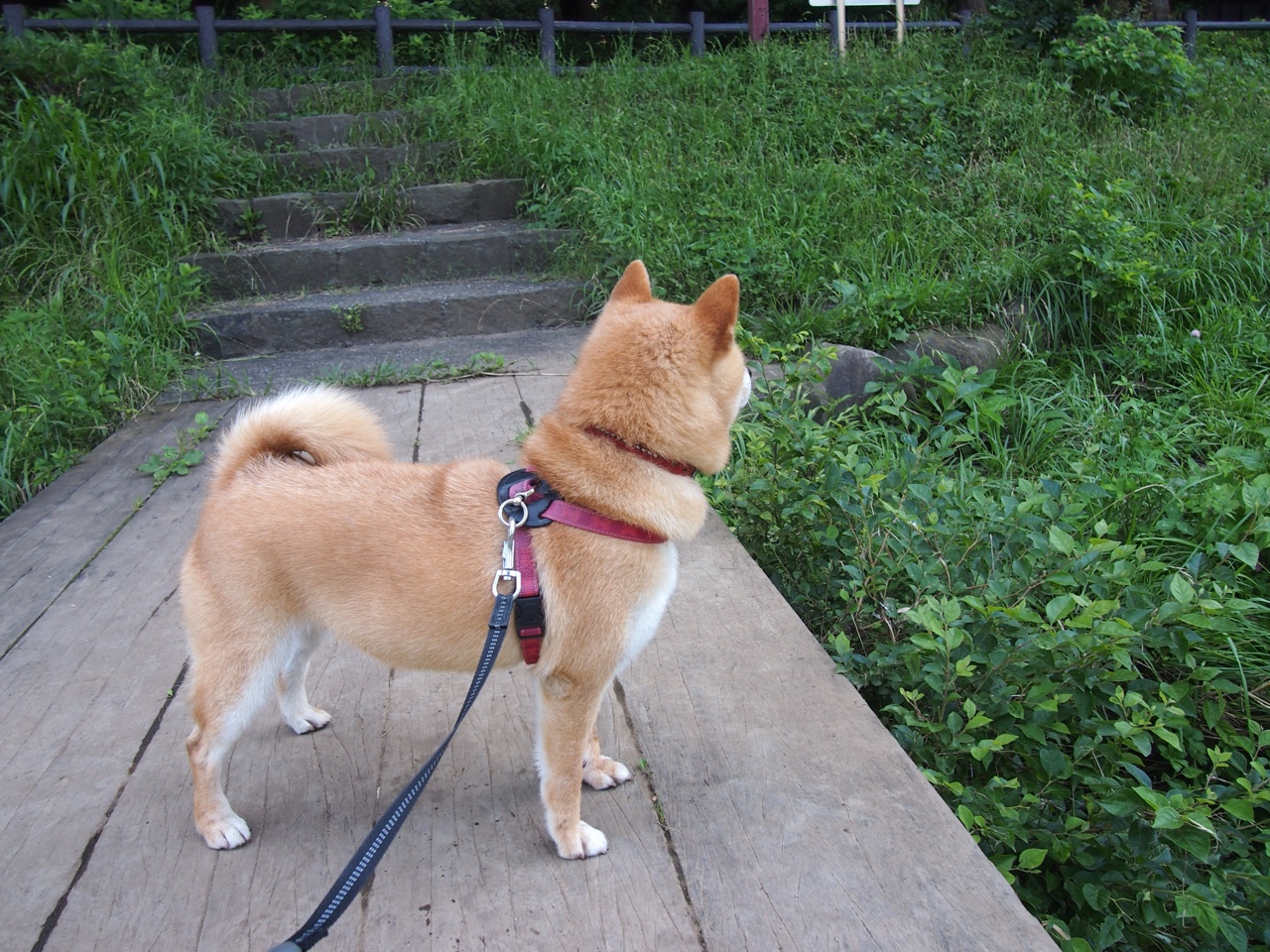 九游娱乐(jiuyou)官网-沃尔夫斯堡取得两连胜，排名大幅上升，沃尔夫斯堡最新阵容