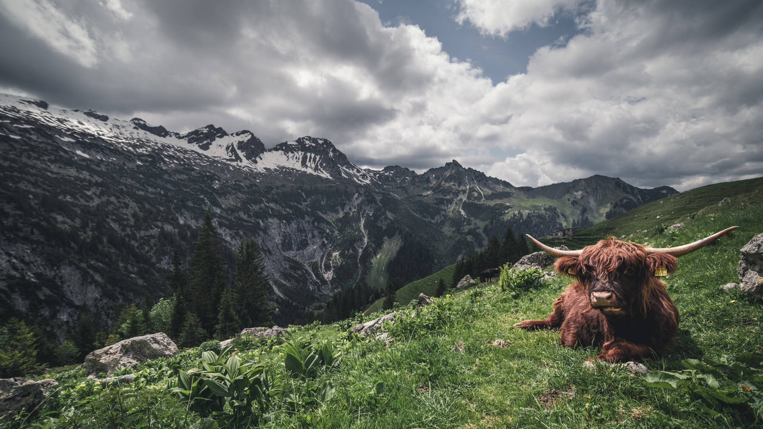 波黑队勇夺胜利!在欧洲杯预选赛中实现逆袭!,波黑参加过欧洲杯吗