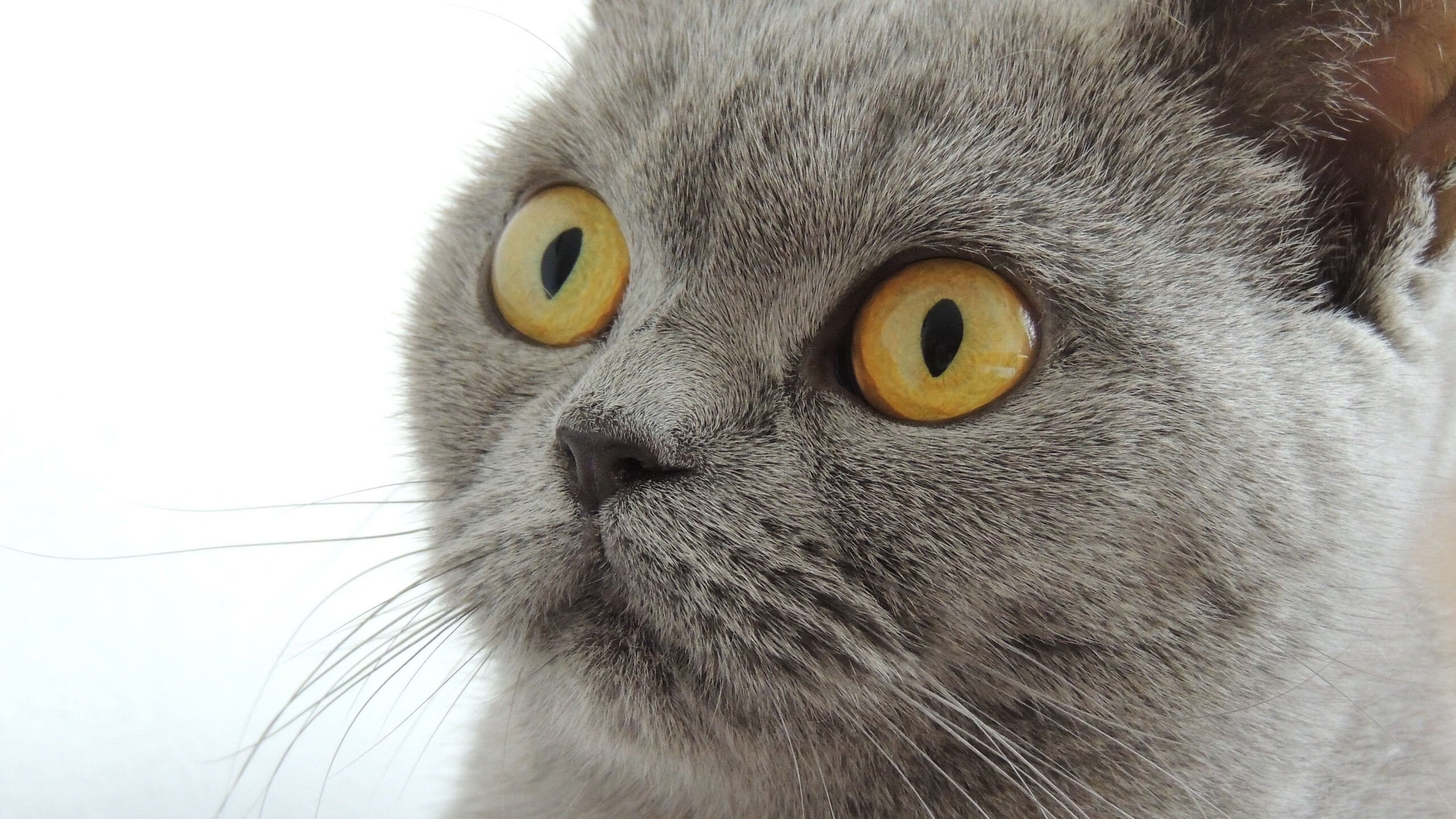 九游娱乐(jiuyou)官网-澳大利亚女足选手斩获国际赛事最佳球员称号，澳大利亚女足实力