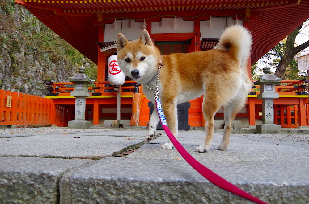 诺里奇城年轻阵容积极,黄蜂军团力求突破,诺里奇治安