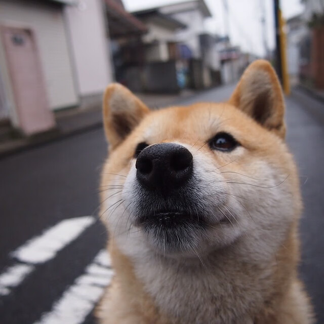 九游电脑版-辽宁飞豹队在比赛中展现最佳状态，成功取胜，辽宁飞豹队员名单