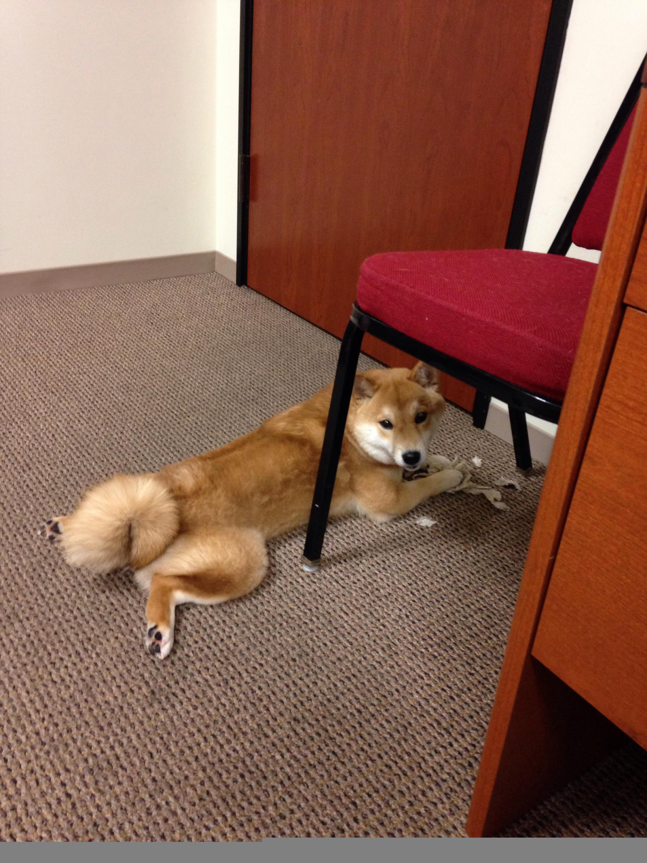 非洲挑战赛：弱队全力拼搏争取胜利，非洲选手