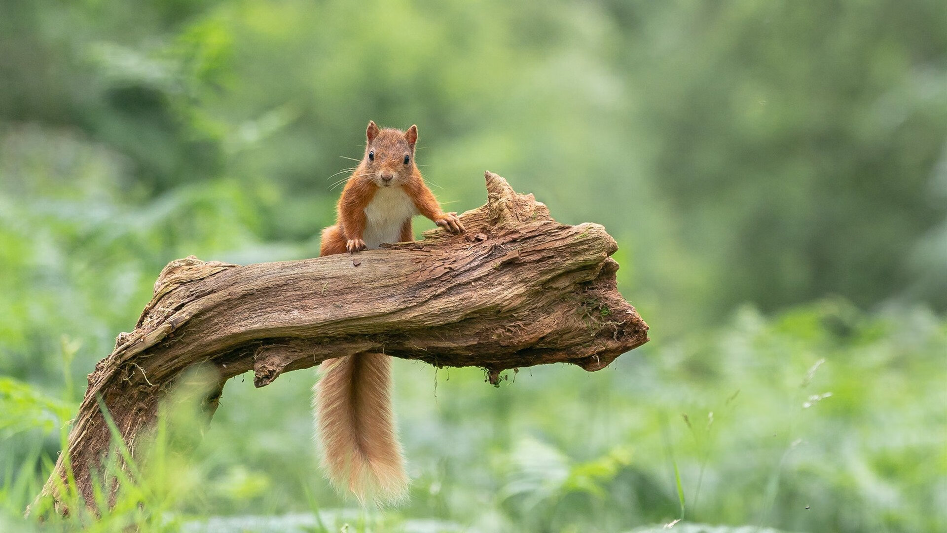 九游jiuyou-新闻中心发布科技创新白皮书，科技创新新闻发布会