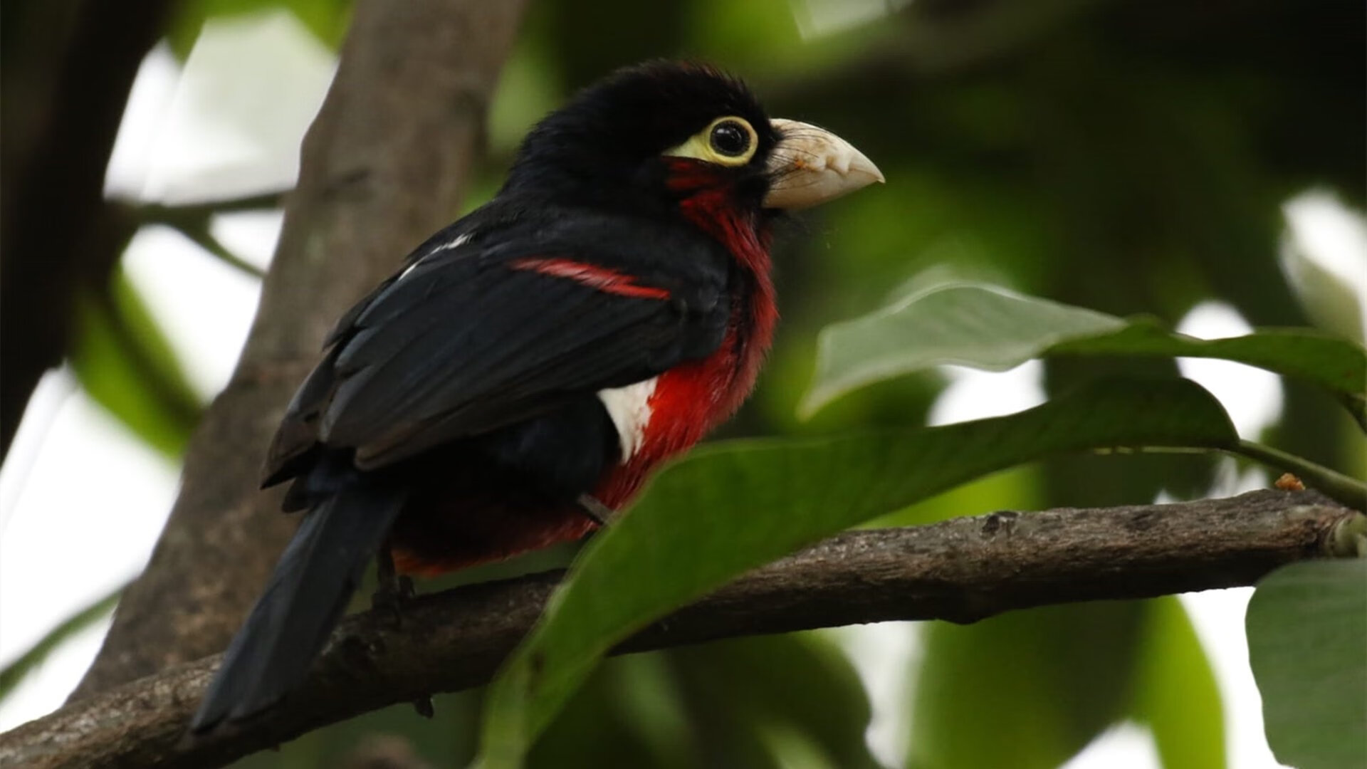 篮球运动员伤病风险评估与管理，职业篮球运动员伤病级别排行