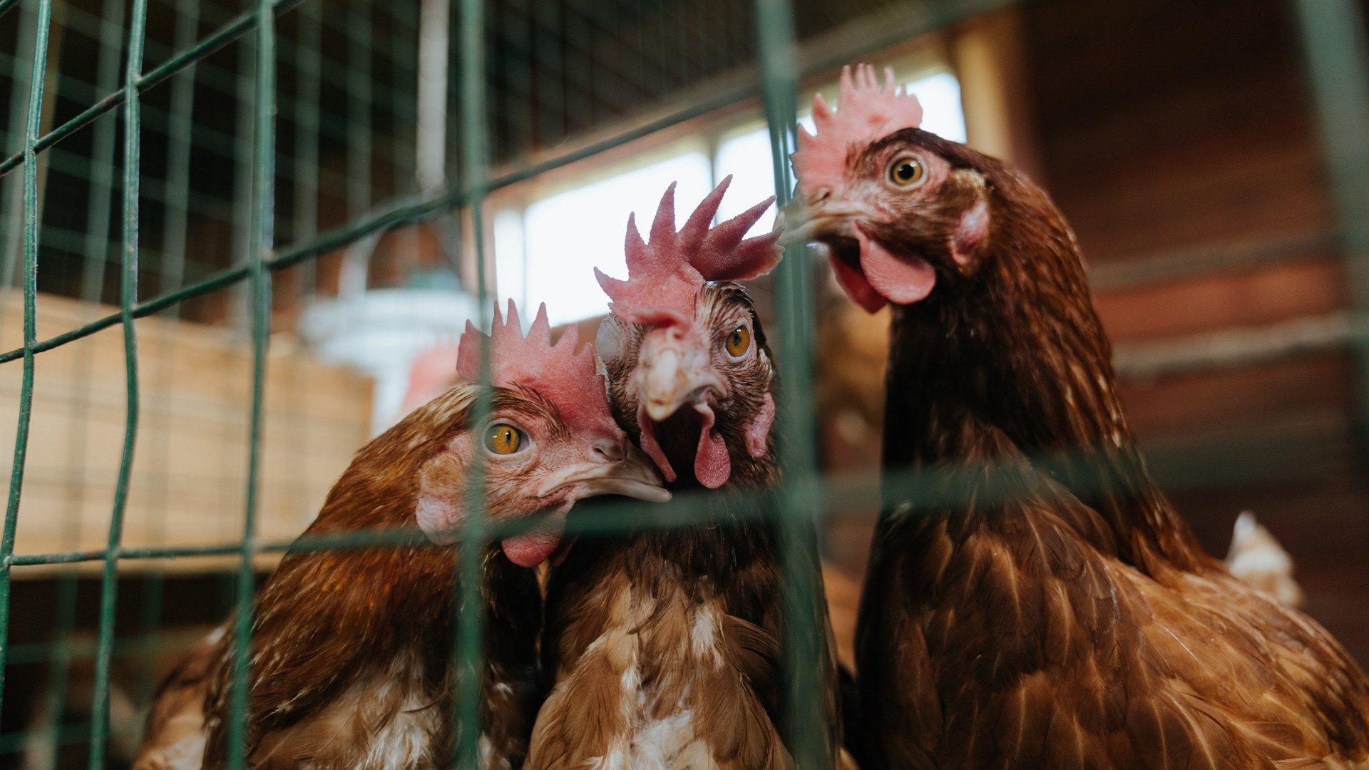 世界杯预选赛中国女足战胜 球迷热情不减，2021世界杯预选赛女足