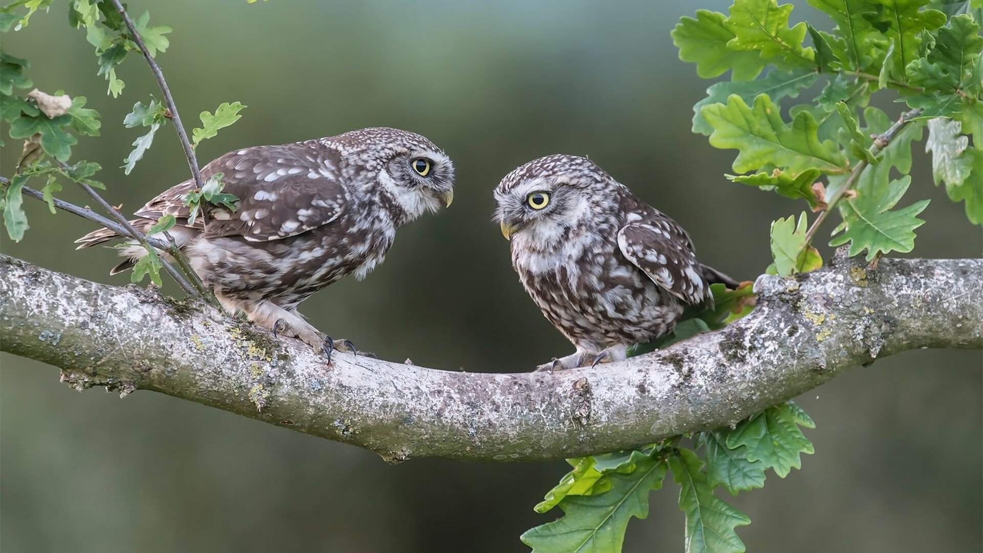 中路直塞次数减少是否因对方防守密度提升，直塞最强的中场