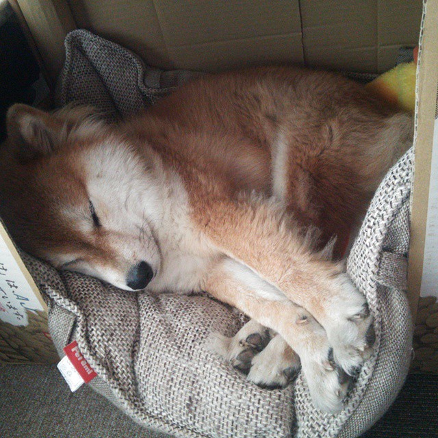 亚特兰大双前锋配合打破得分沉寂，亚特兰大前锋被绿