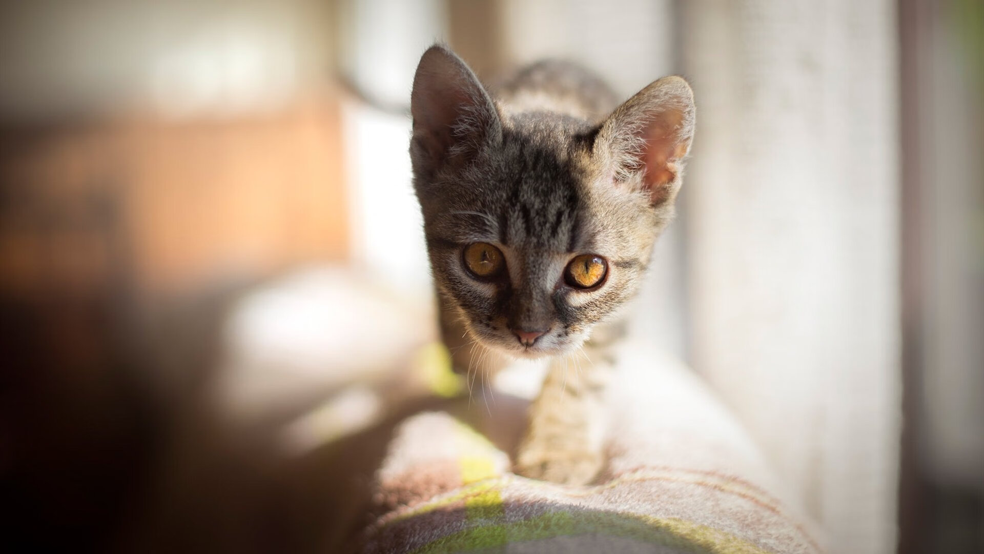 国家男篮球员积极备战展现良好训练氛围，男篮 训练