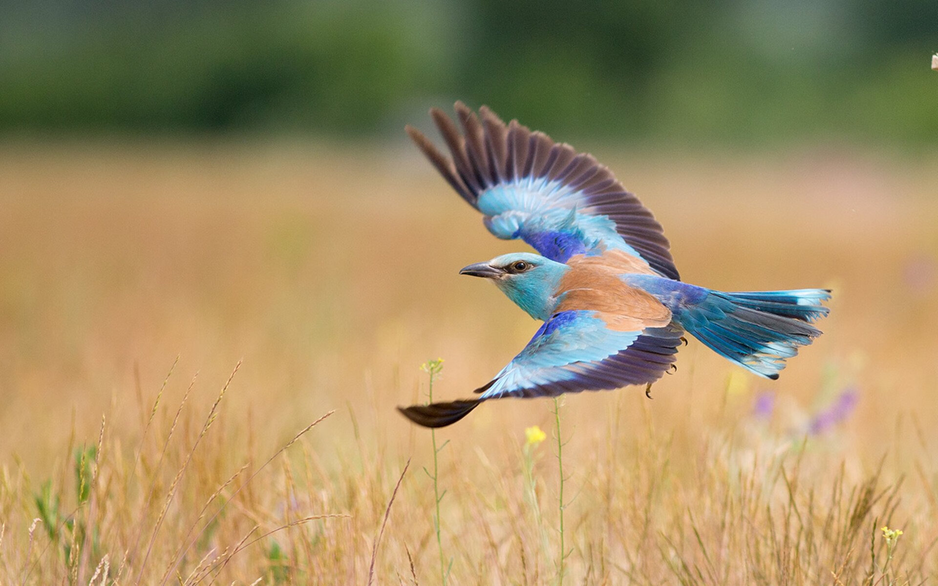 德国队未来目标：在国际乒联混合团体世界杯中夺回荣耀，德国队乒乓球名单