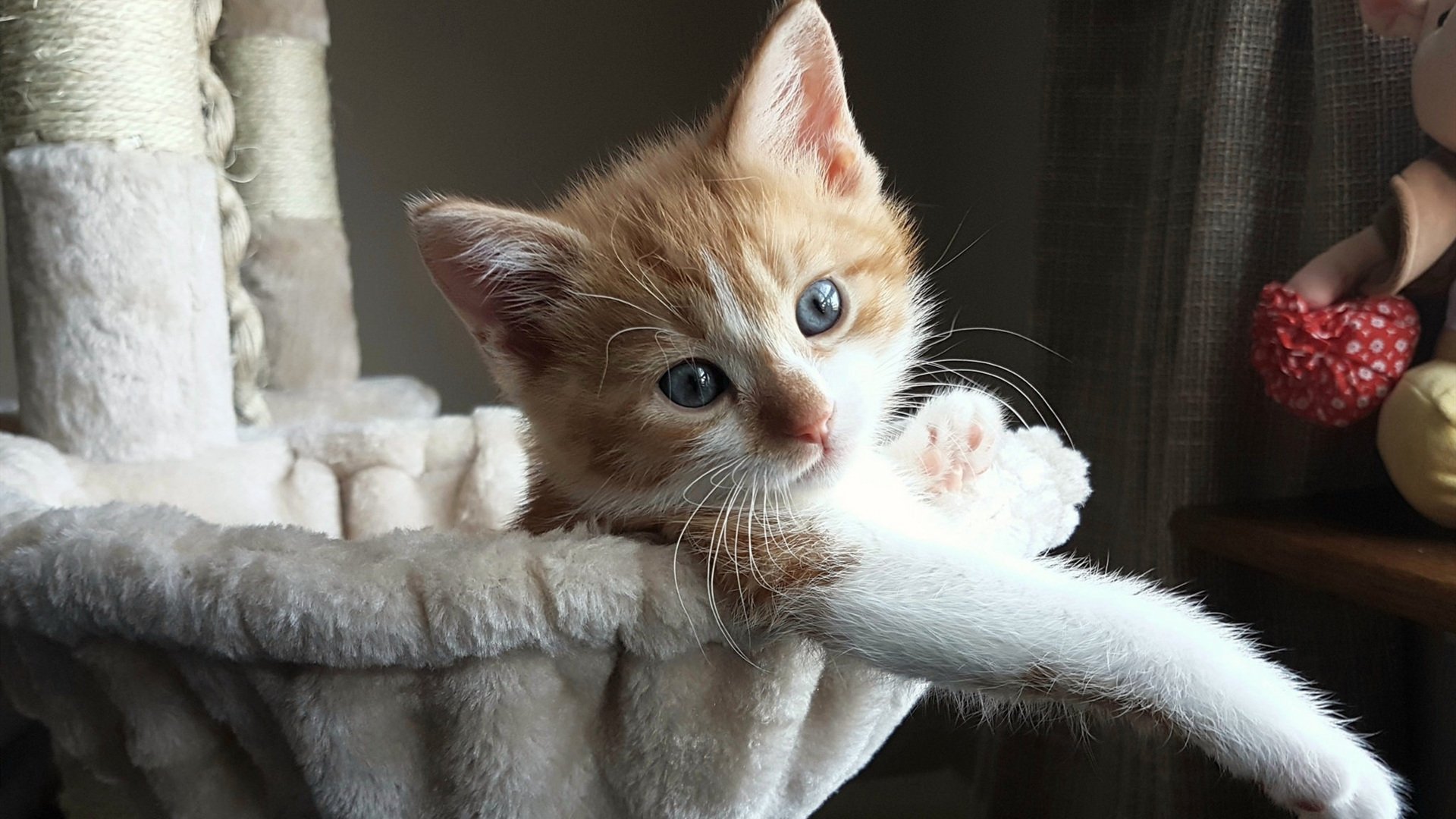 中立代表队A蝶泳项目发挥持续稳定，蝶泳中国选手