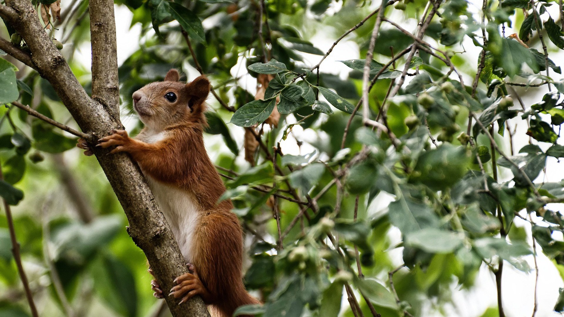 九游官网pc-普费夫以实力诠释跳水魅力，俄罗斯普费普费舞会