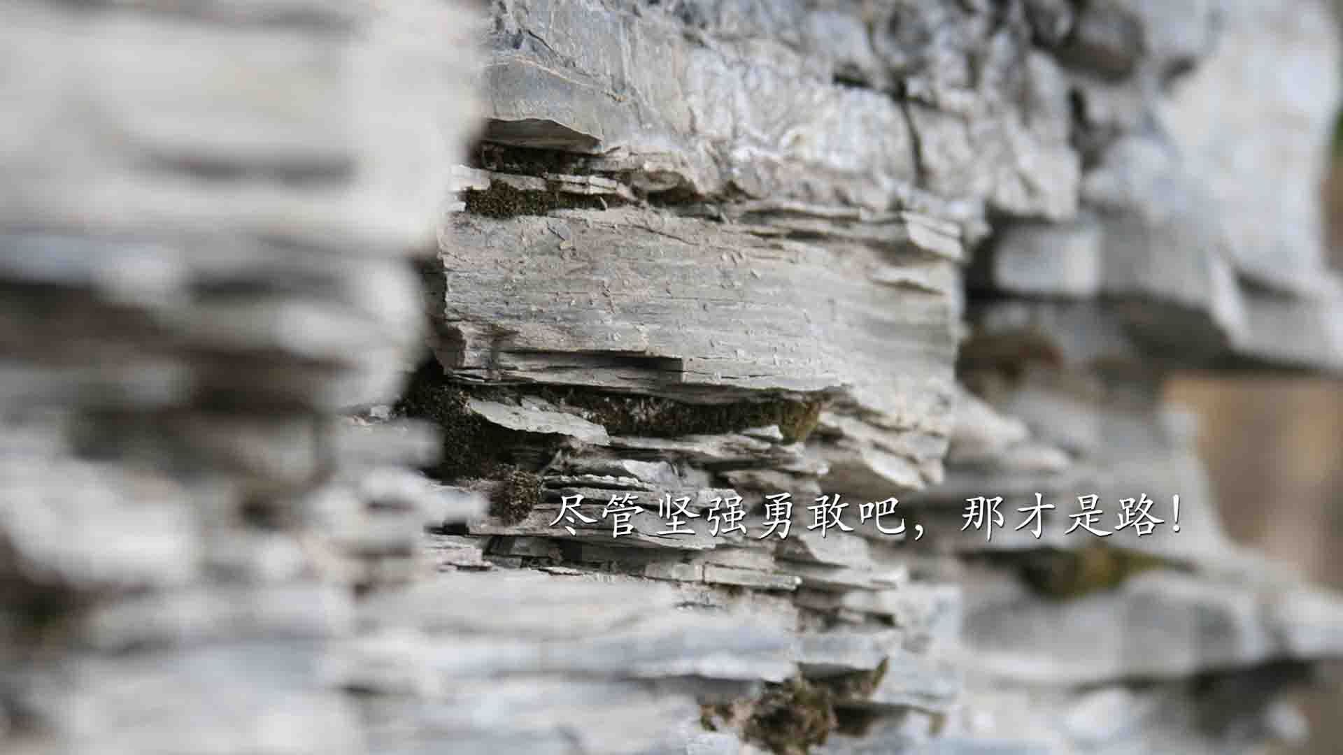 九游官网下载电脑版-日本女泳队自由泳划频稳定，节奏精准，日本全浸自由泳