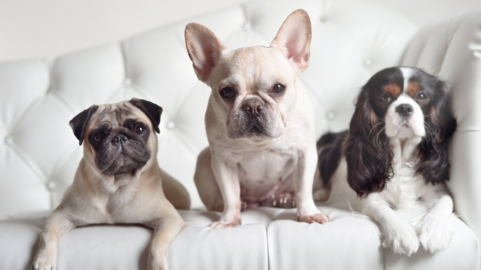 美洲杯逆境中崛起：英雄辈出的时刻！，“美洲杯”